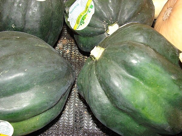 Acorn Squash plant
