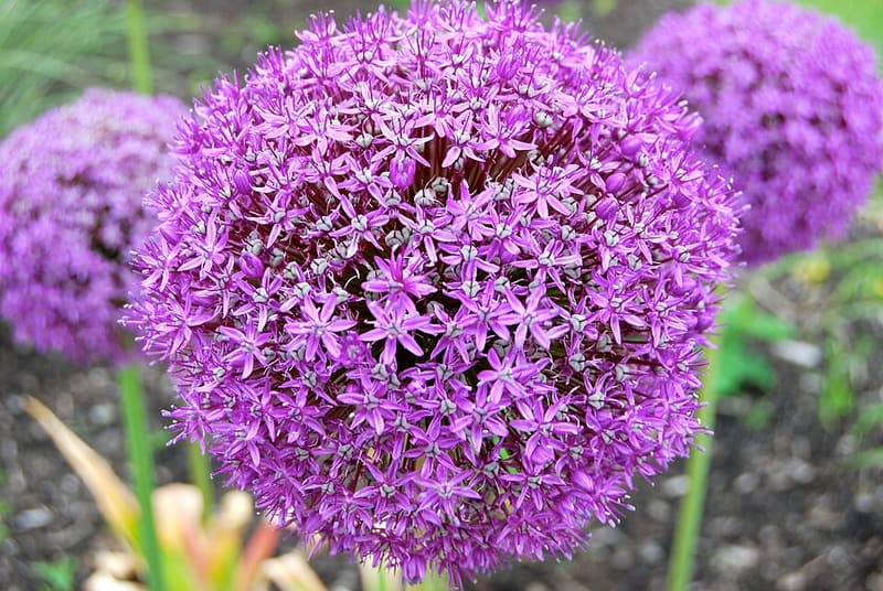 Ornamental Allium plant