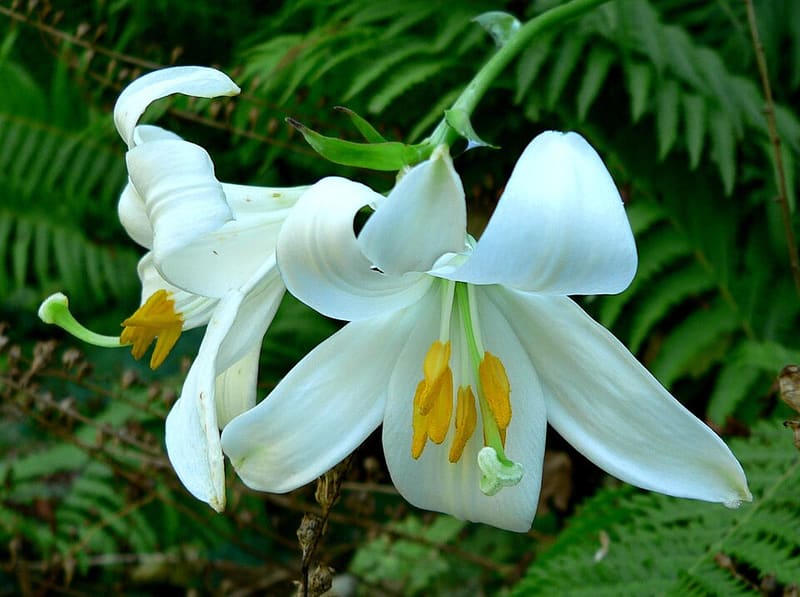 Asiatic Lily plant