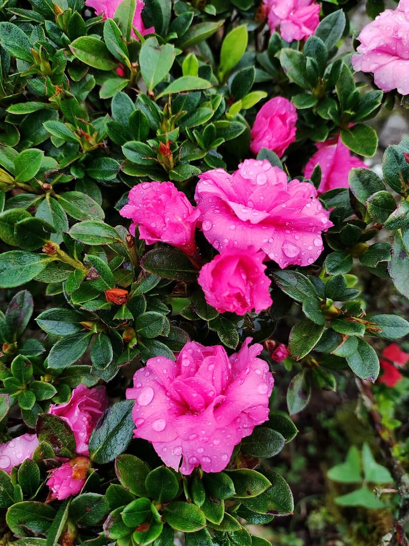 Azalea plant