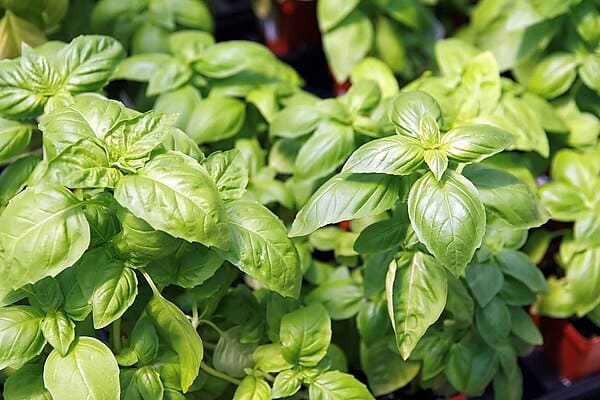 Basil plant