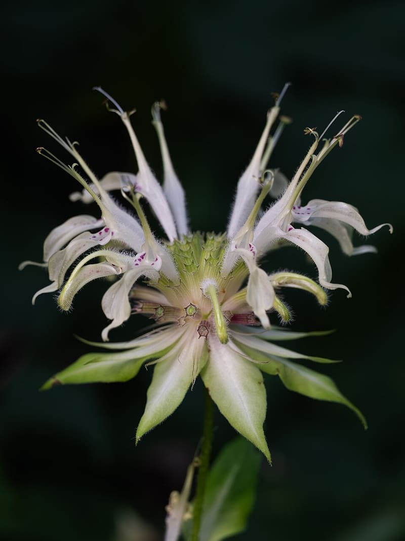Bee Balm plant