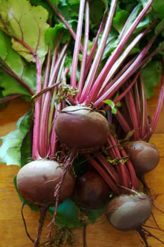 Beet plant