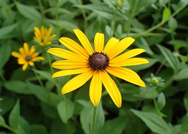 Black-eyed Susan plant