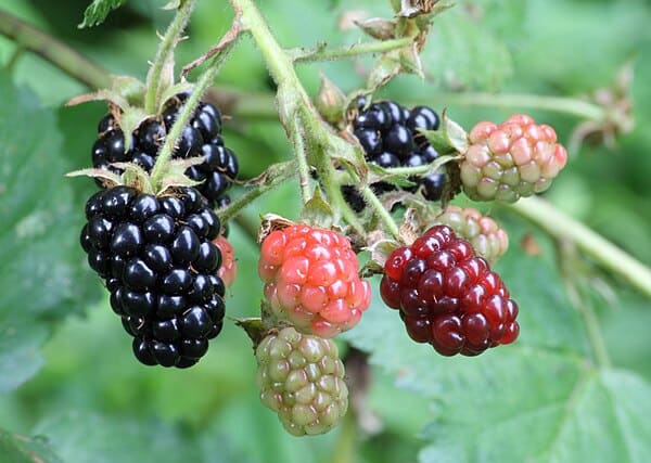 Blackberry plant