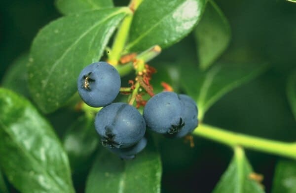 Blueberry plant
