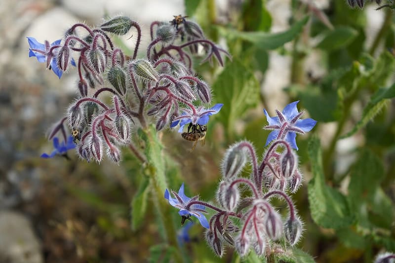 Borage plant