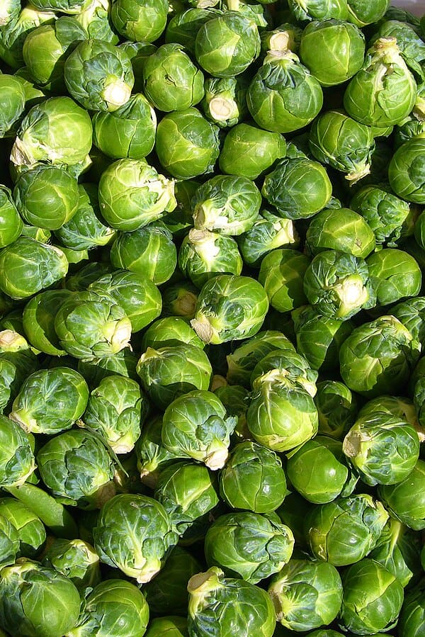 Brussels Sprout plant