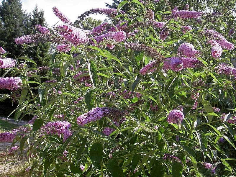 Butterfly Bush plant