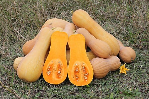 Butternut Squash plant