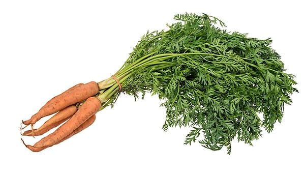 Carrot plant