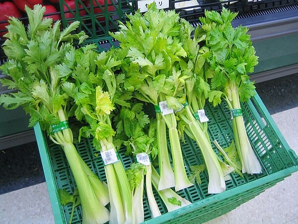 Celery plant