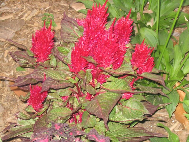 Celosia plant