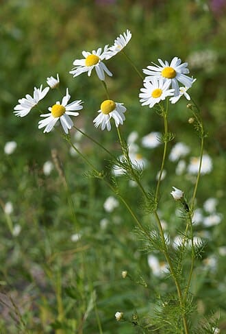 Chamomile plant