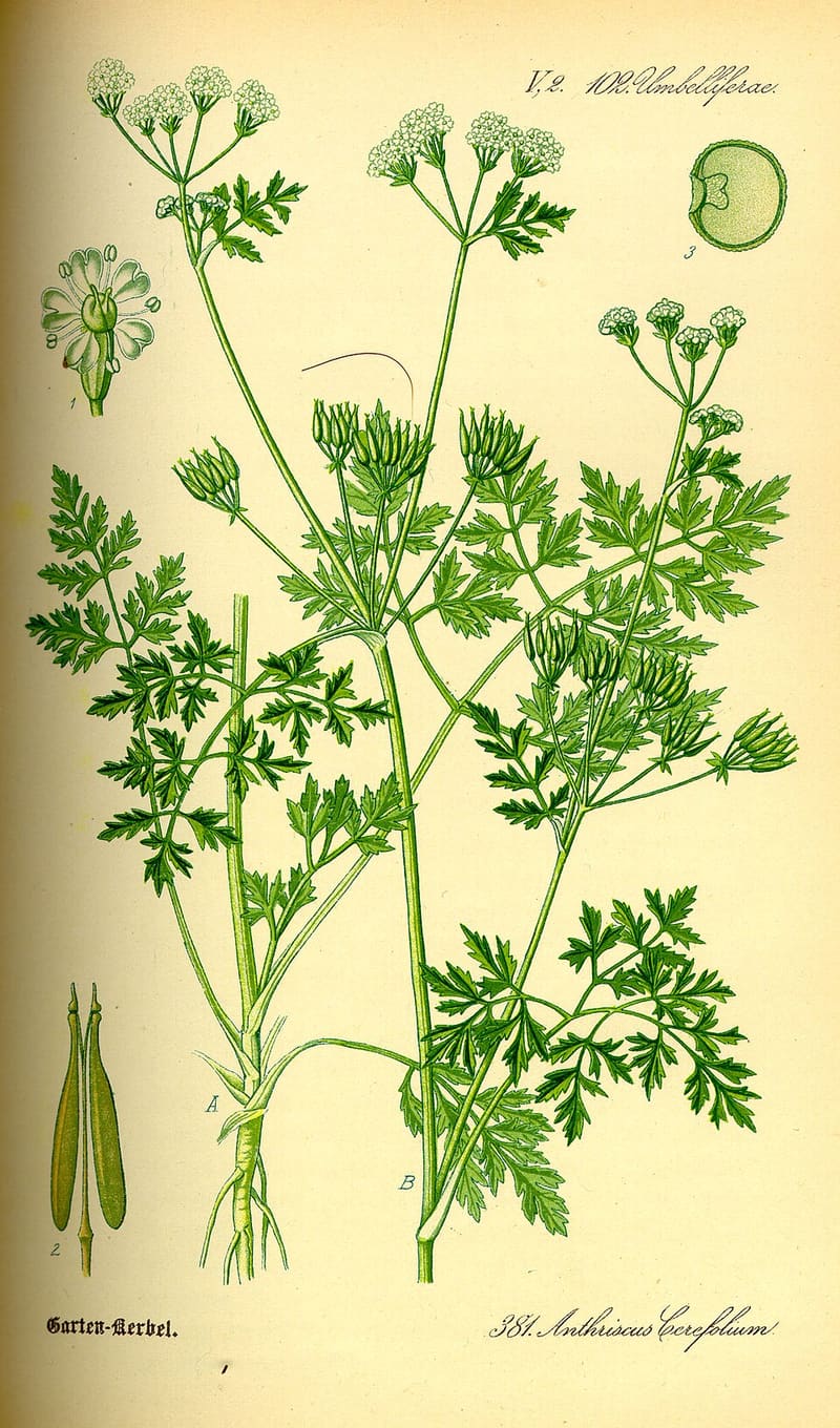 Chervil plant