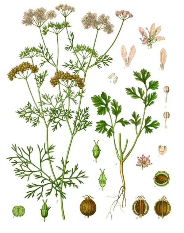 Cilantro plant