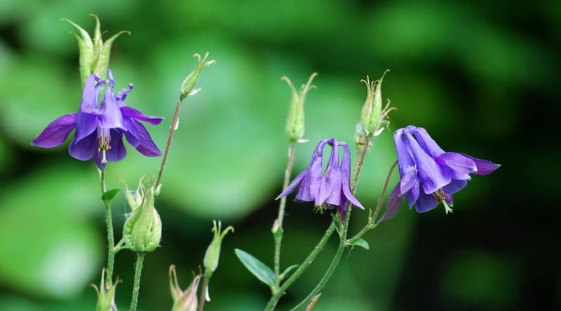 Columbine plant