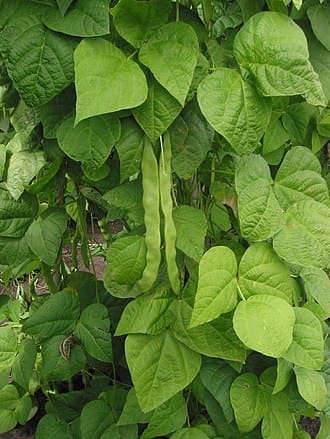 Common Bean plant