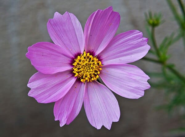 Cosmos plant