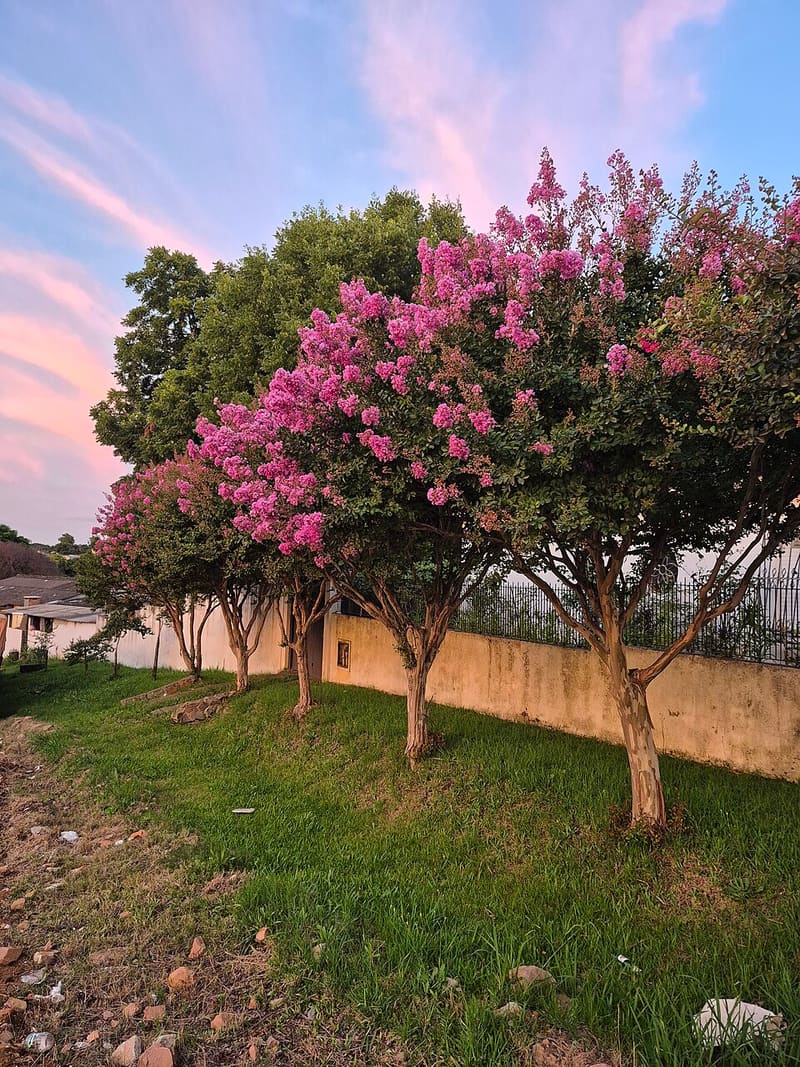 Crape Myrtle (Lagerstroemia indica)