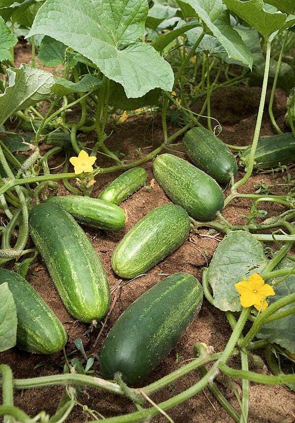 Cucumber plant