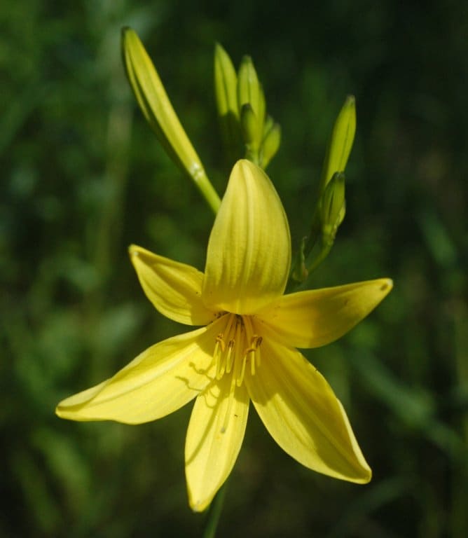 Daylily plant