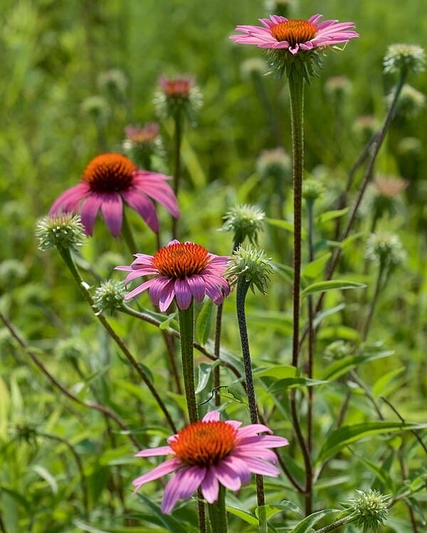 Echinacea (Coneflower) plant