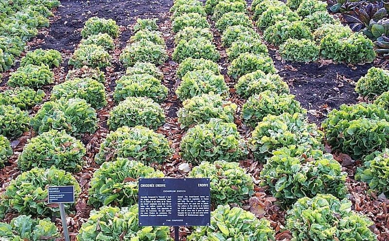 Endive plant