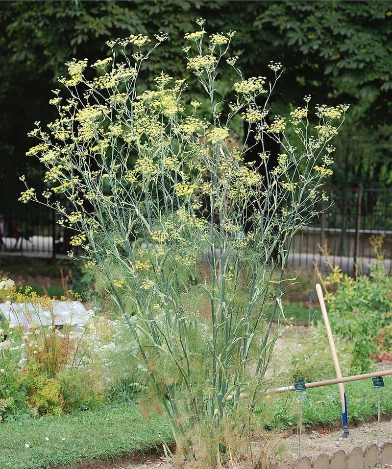 Fennel plant