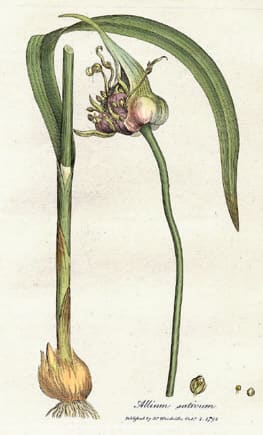 Garlic plant