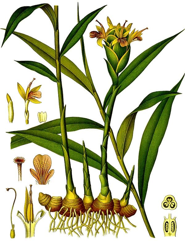 Ginger plant
