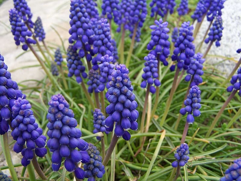 Grape Hyacinth plant