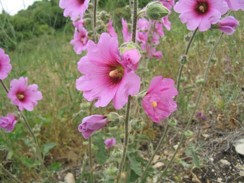 Hollyhock plant