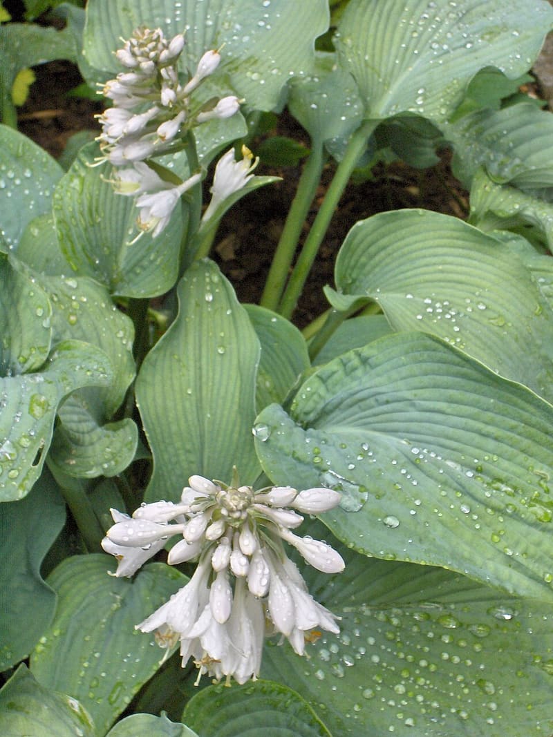 Hosta plant