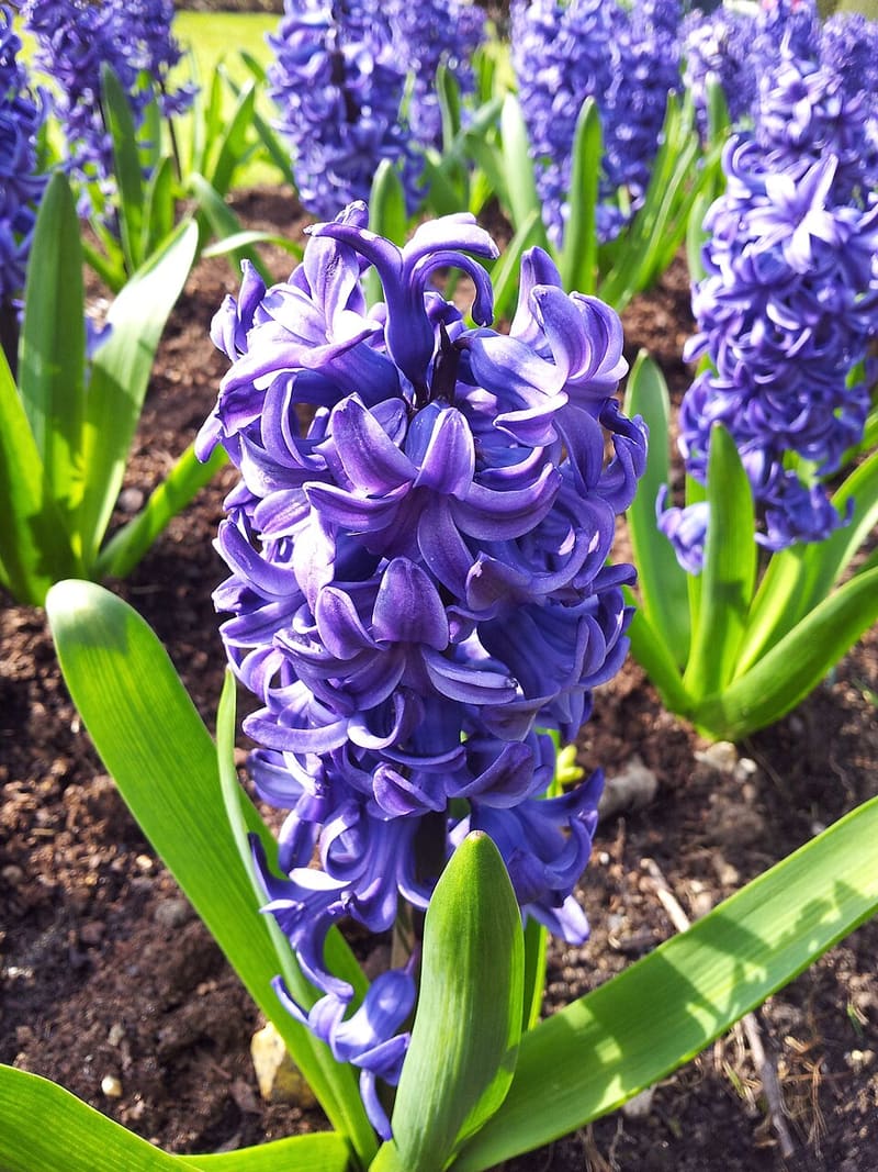 Hyacinth plant