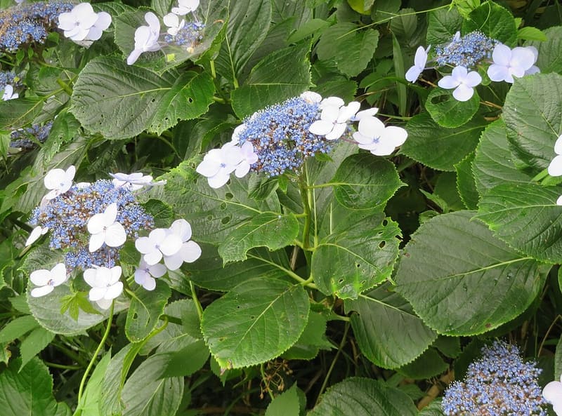 Hydrangea plant