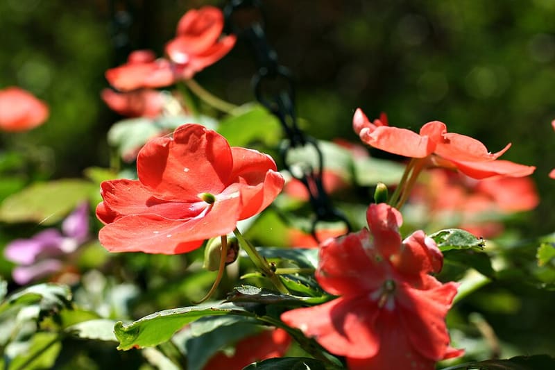Impatiens plant