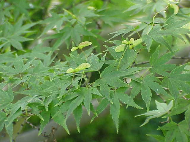 Japanese Maple (Acer palmatum)