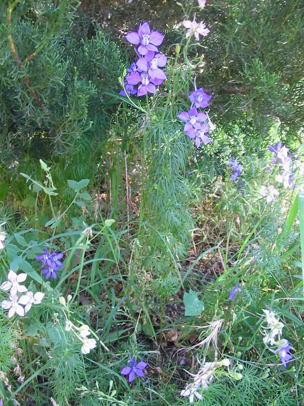 Larkspur plant