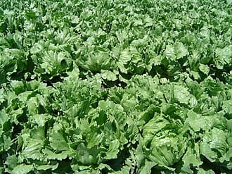 Leaf Lettuce plant