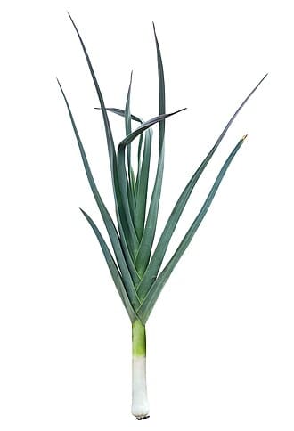 Leek plant