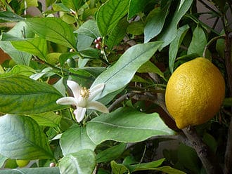 Lemon Tree plant