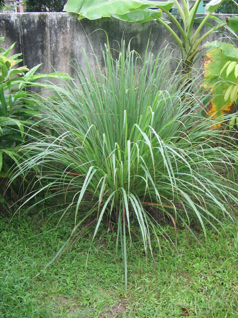 Lemongrass plant