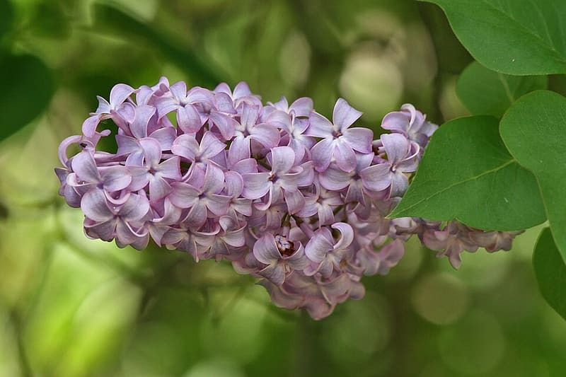 Lilac plant