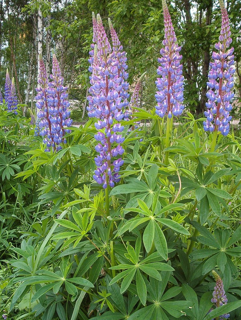 Lupine plant