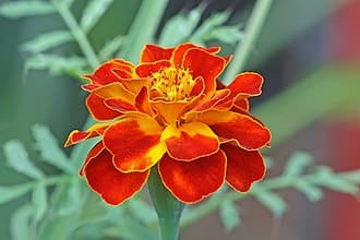 Marigold plant