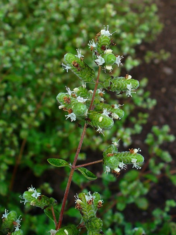 Marjoram plant