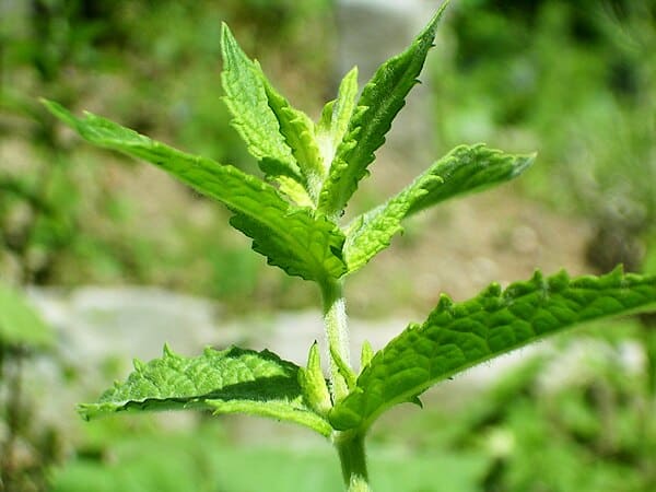 Mint plant