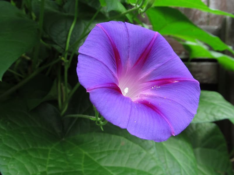 Morning Glory plant
