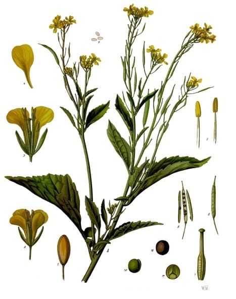 Mustard plant